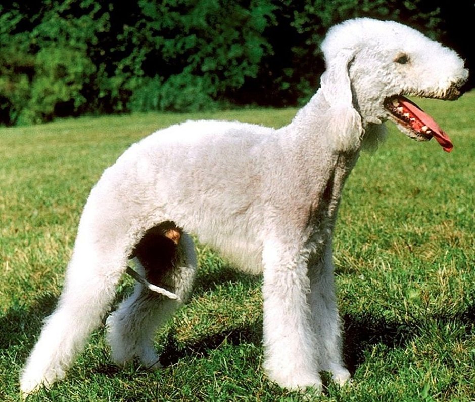 Бедлингтон-терьер (Ротбери-терьер)