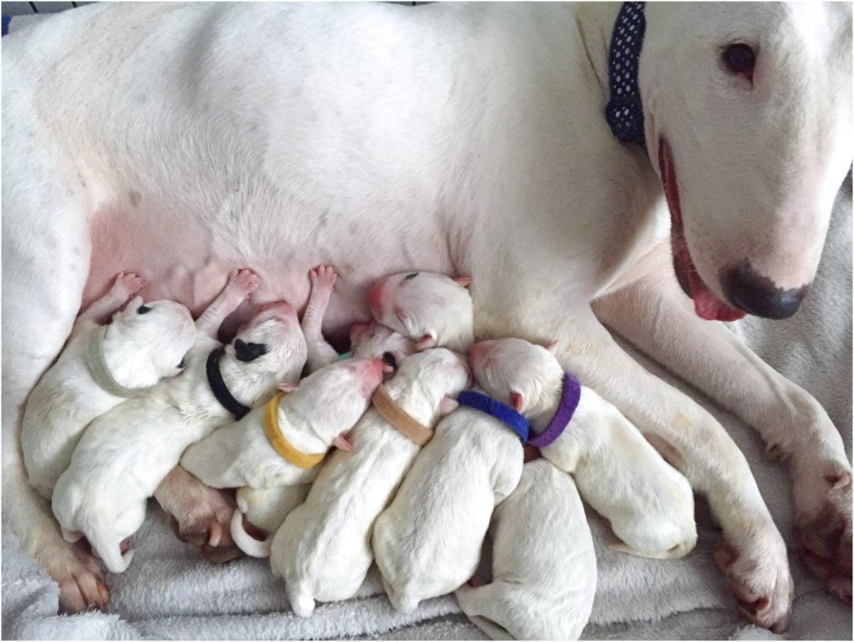 Бультерьер Эволюция породы