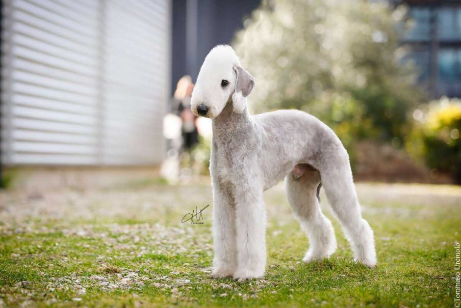 Бультерьер селекция