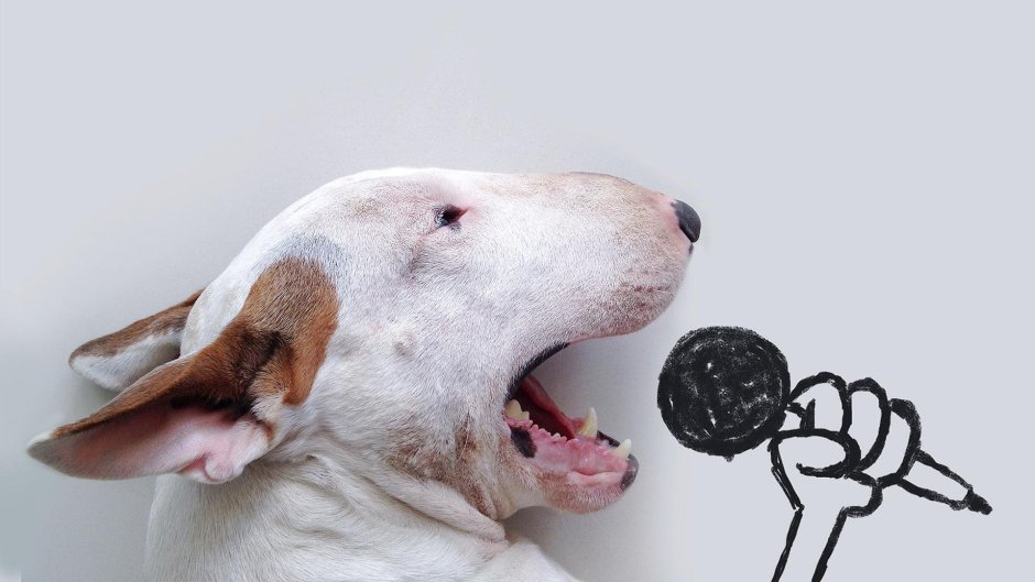 Веселый бультерьер