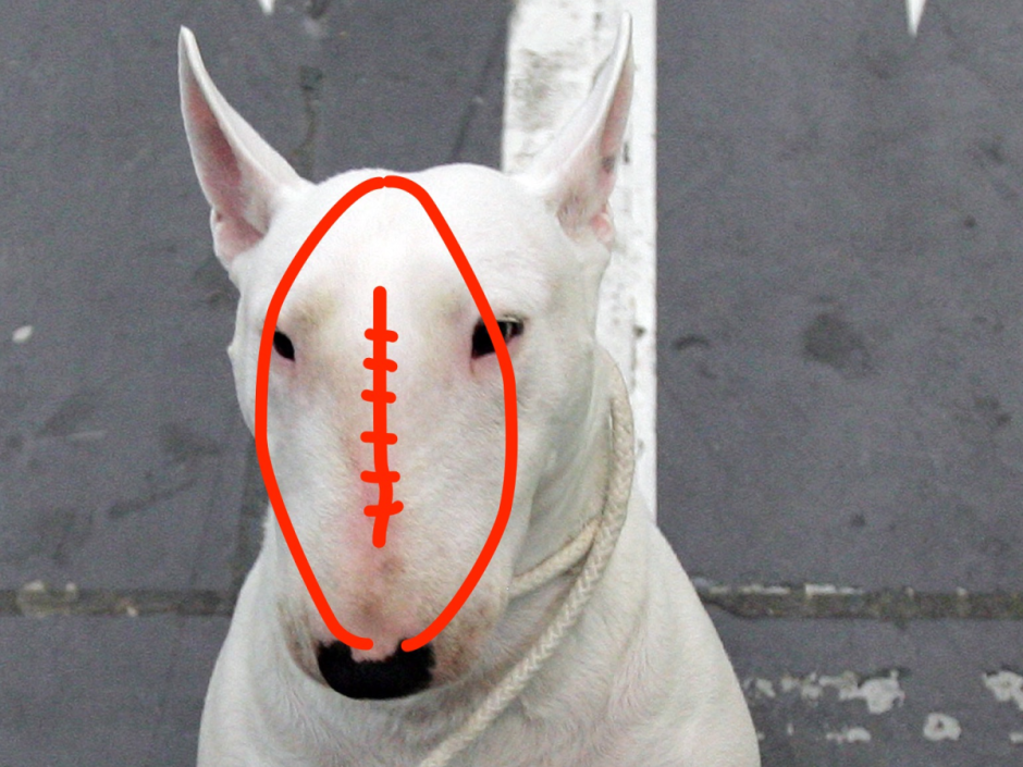 Наряд на праздник для бультерьерах