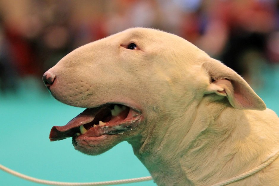 Бультерьер мини смешные