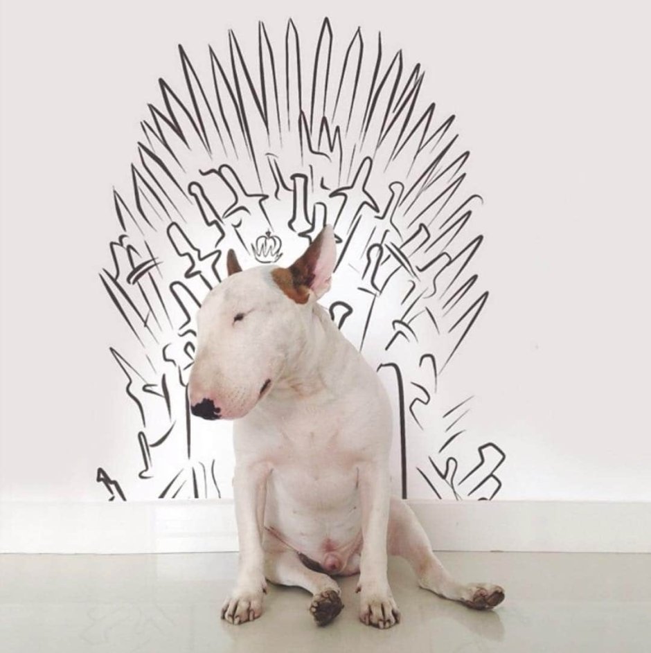 Бультерьер золотистый