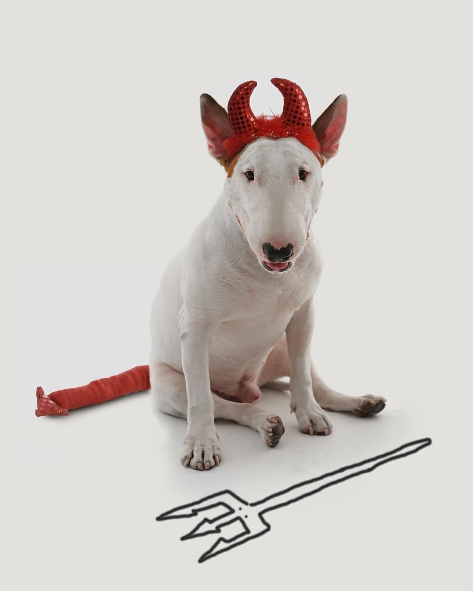 Плакат щенки группа распечатать