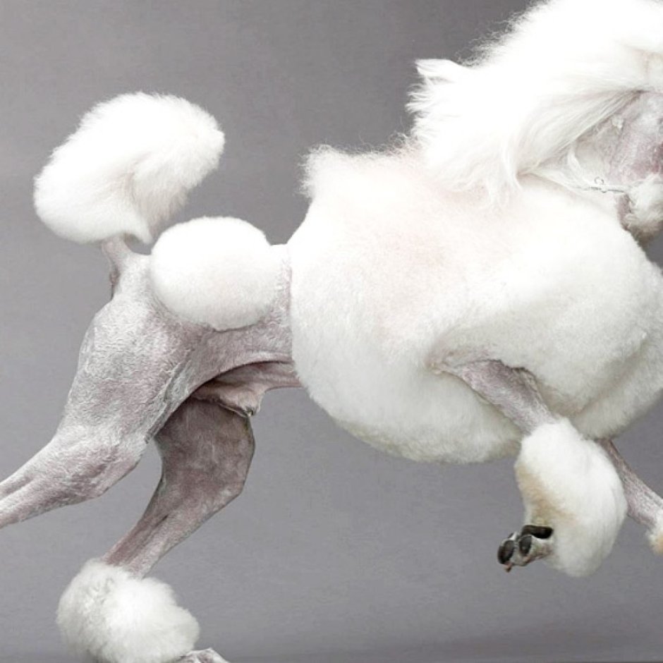 Собачка акварель