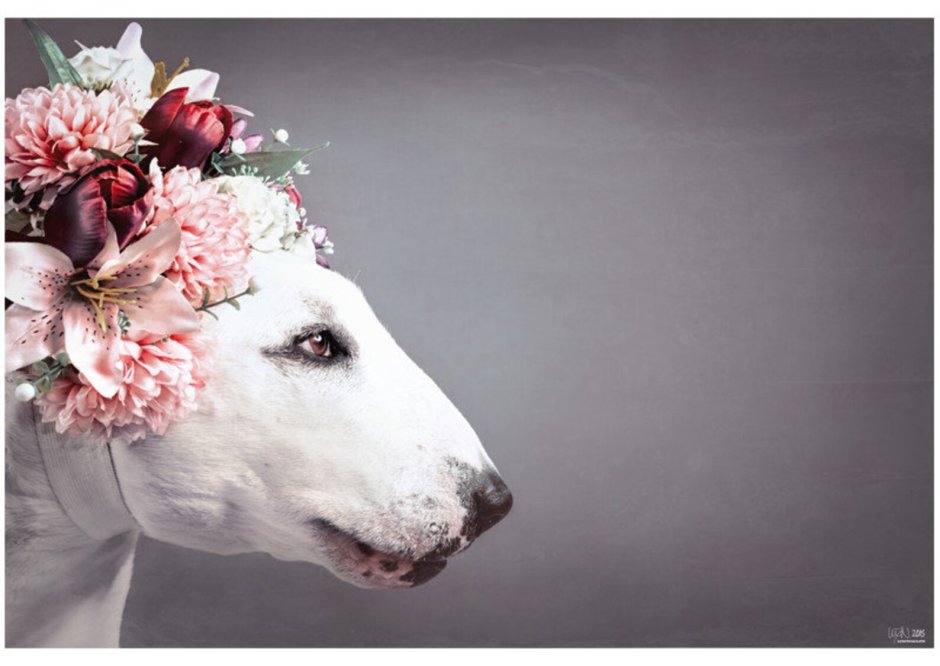 ДЖИММИ%20ЧУ%20 БУЛЬТЕРЬЕР