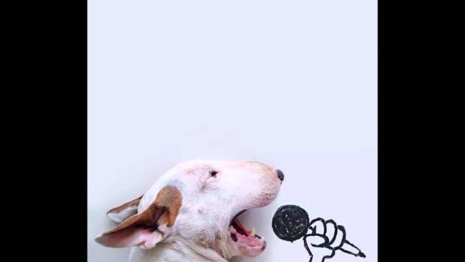 Розовый дневник с бультерьером