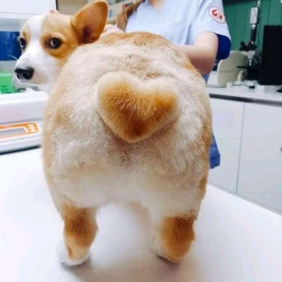 Груминг корги