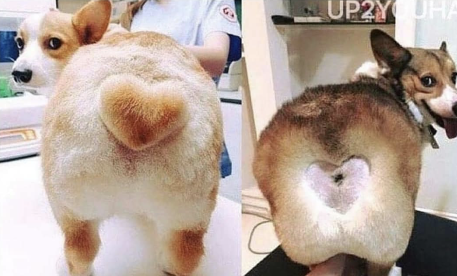 Груминг корги