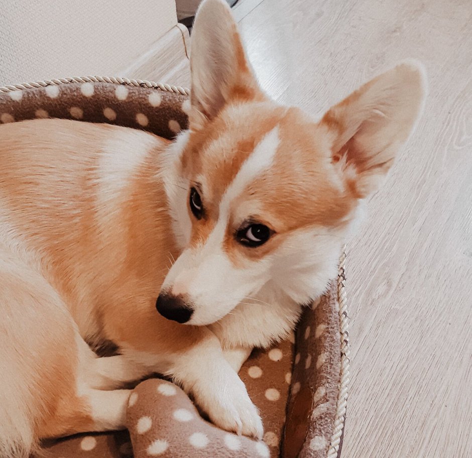 Вельш корги стрижка