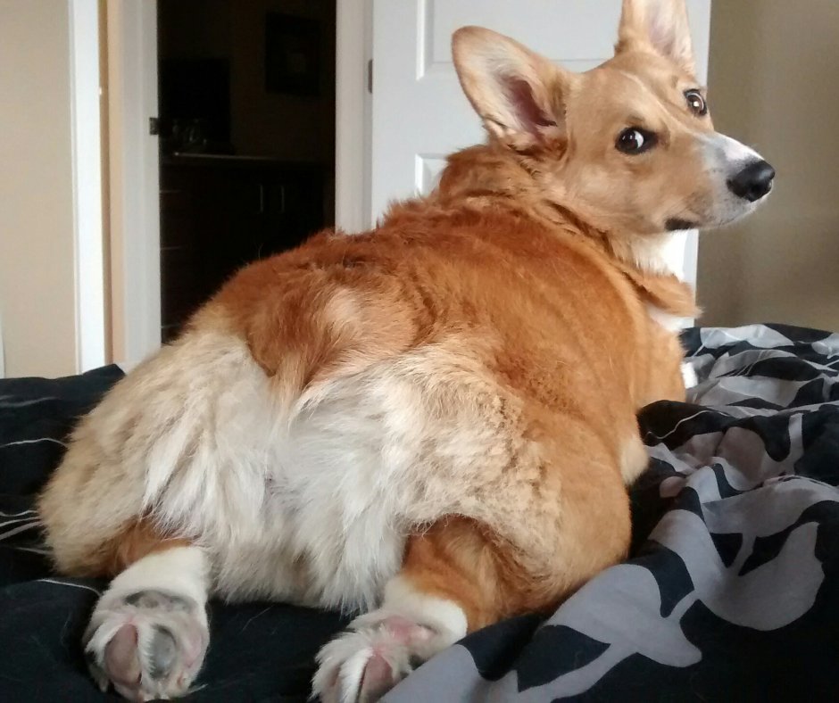 Корги собака лысый