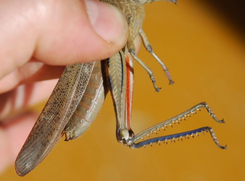 Cerura vinula