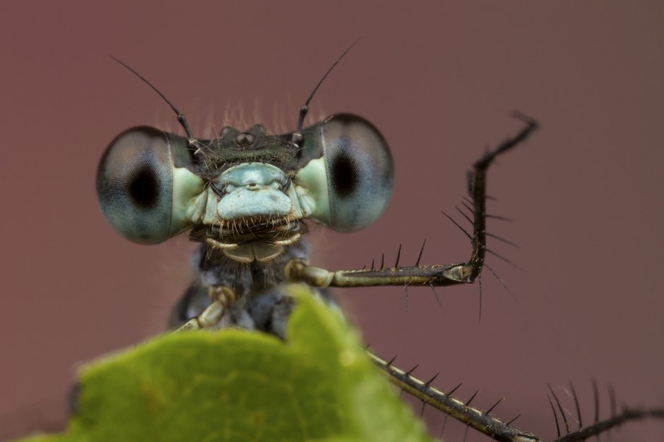 Гусеница бабочки Carthaea saturnioides
