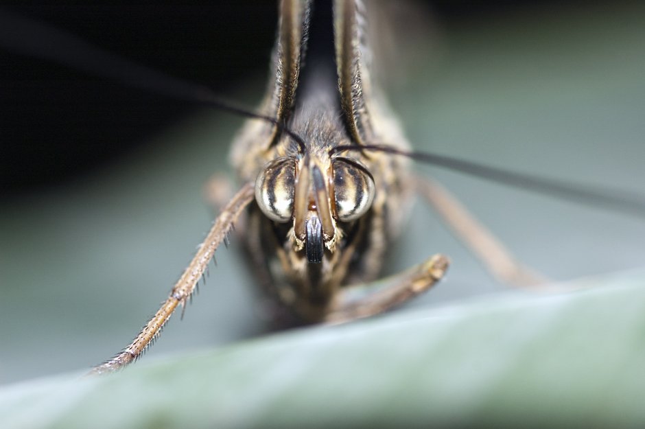 Мотылёк Dryocampa rubicunda.