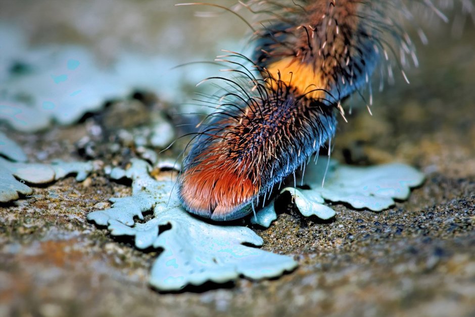 Papilio Troilus гусеница