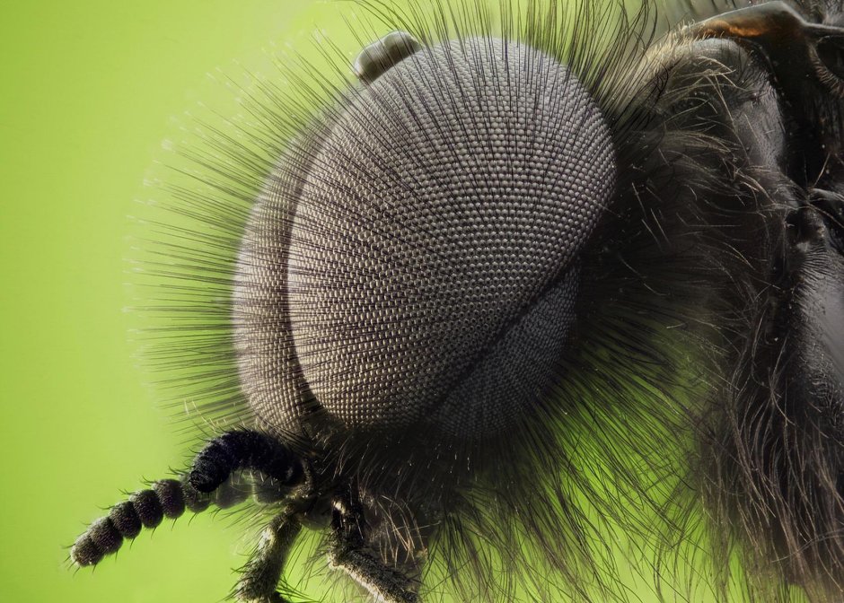 Papilio Troilus гусеница
