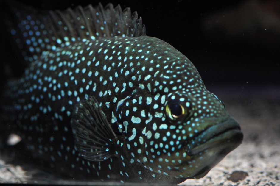 Паратиляпия поллени (Paratilapia polleni)
