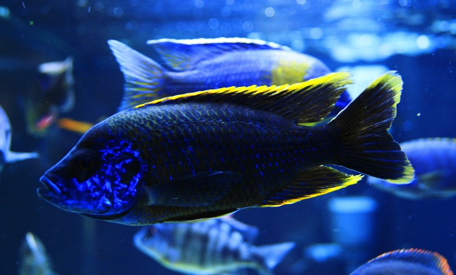 Fish Malawy Cichilds