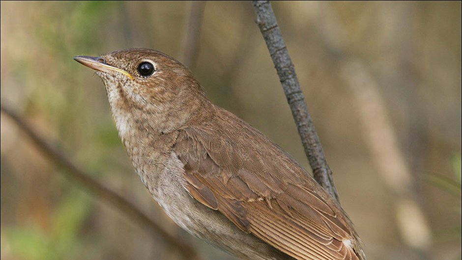 Соловей-красношейка Luscinia Calliope