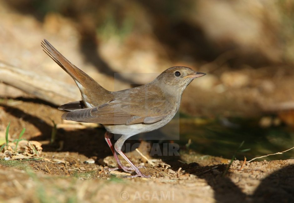 Соловей (Luscinia Luscinia)