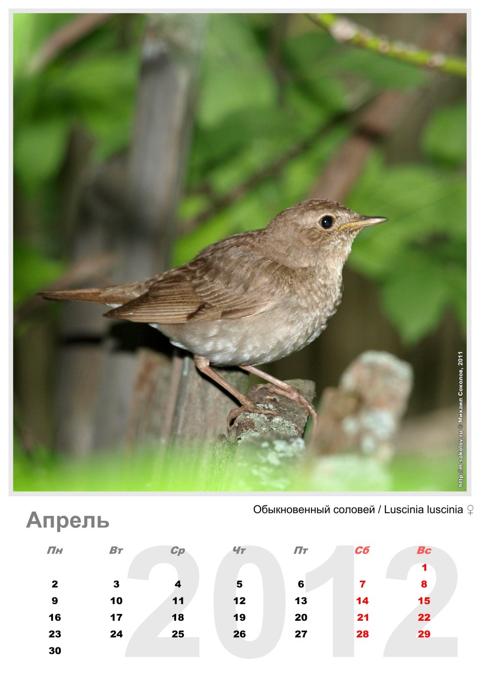 Клюв соловья