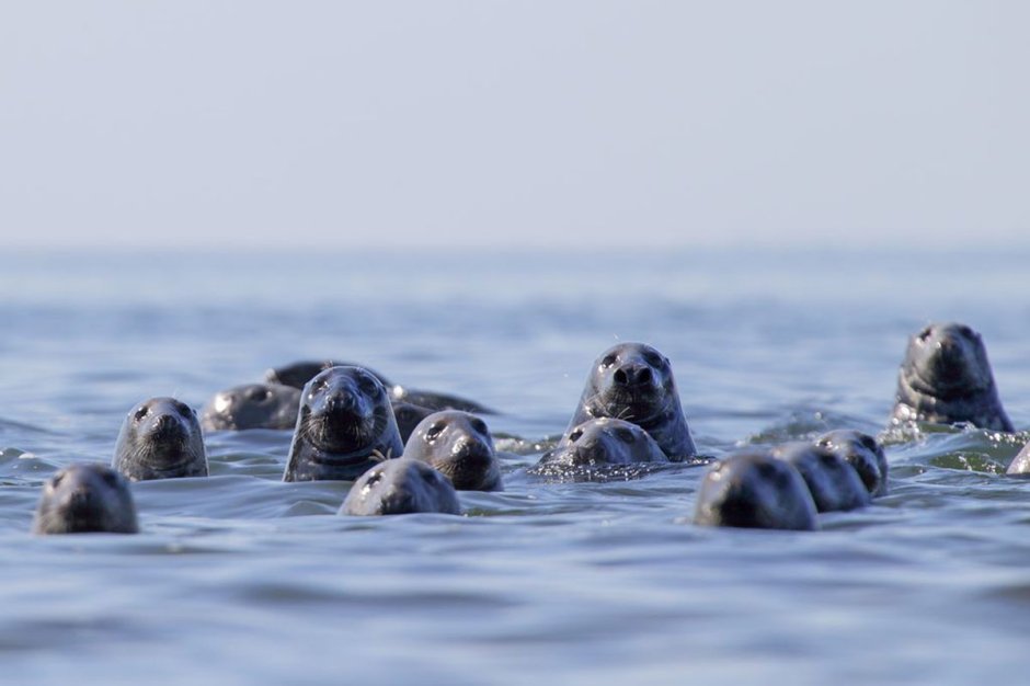 Морские животные в Балтийском море