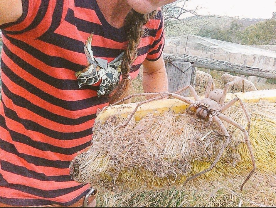 Гигантский паук золотопряд (Nephila)
