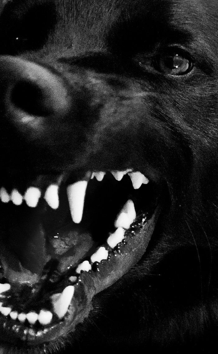 Собака ВКОНТАКТЕ