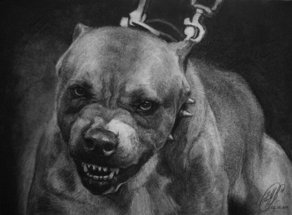 Доберман злой оскал убийца