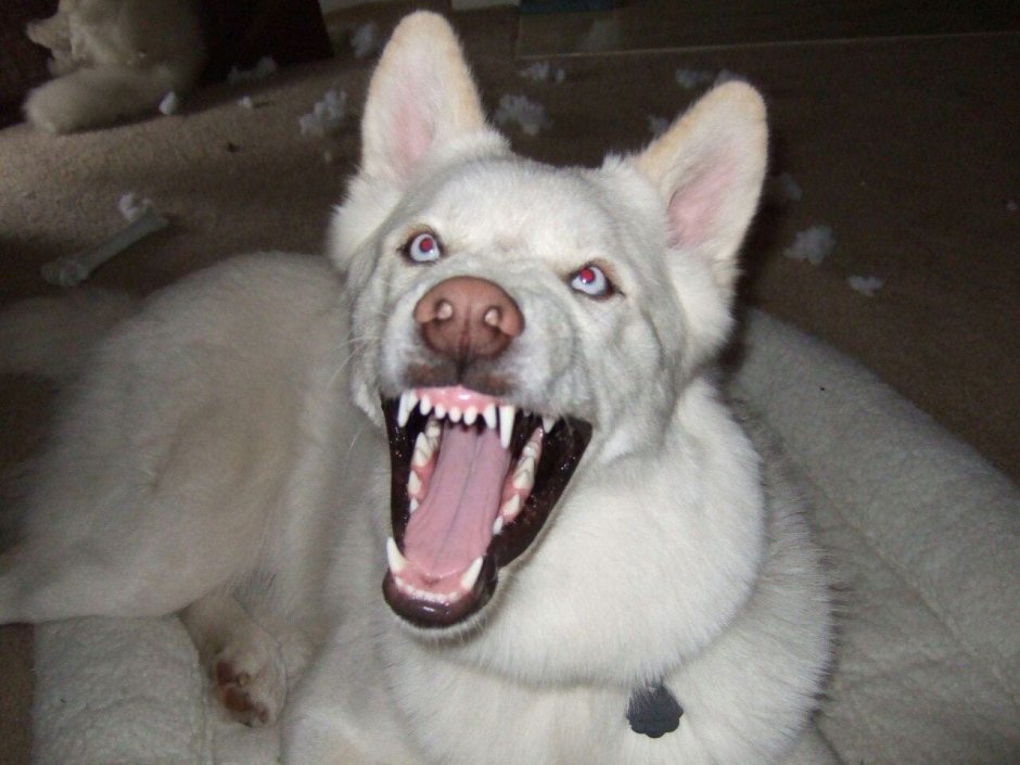 Волк демон аниме крипипаста