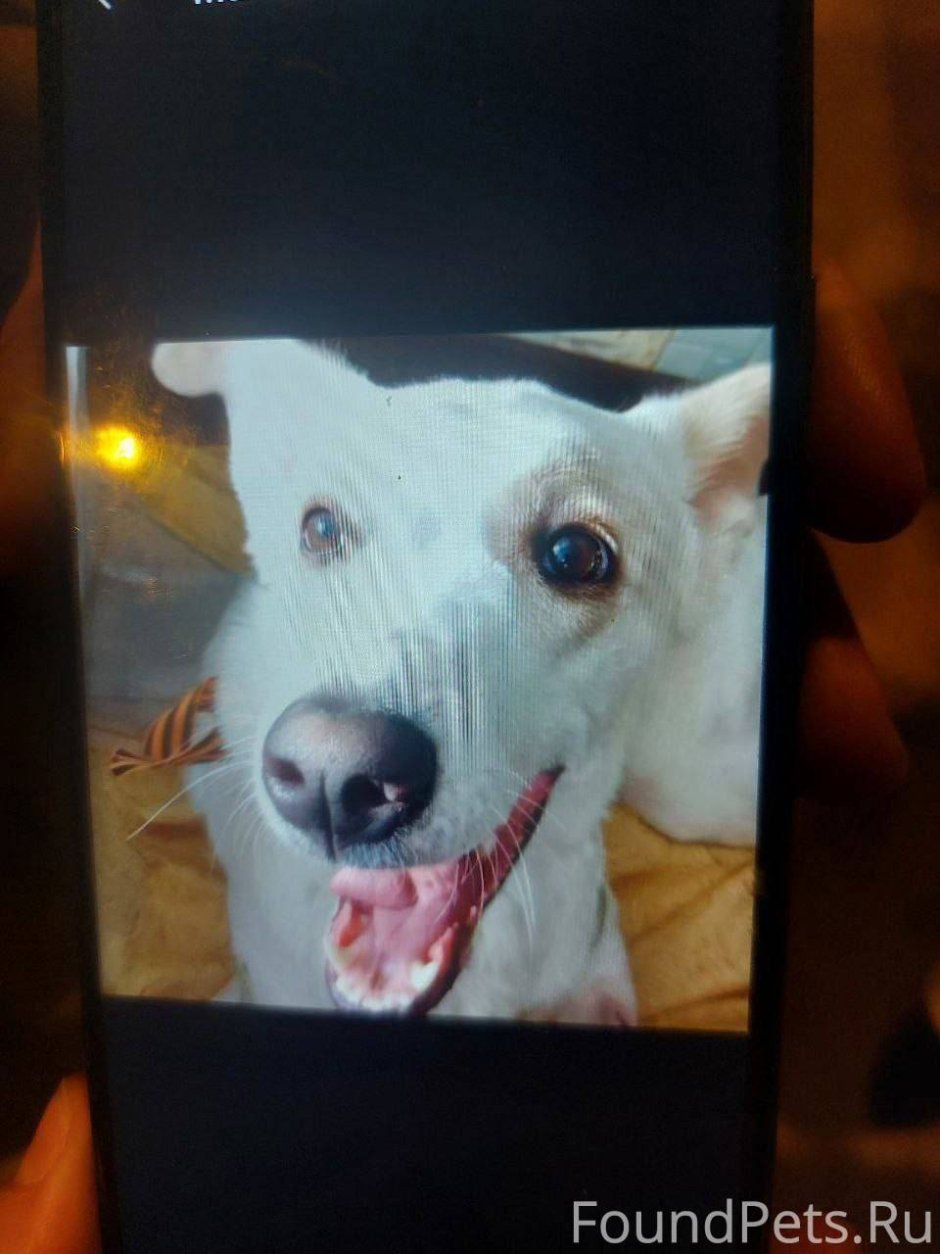 Оскал собаки