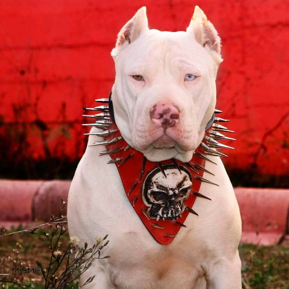 Окровавленная пасть волка