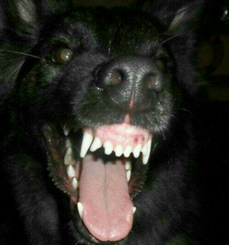 Собака с косыми глазами