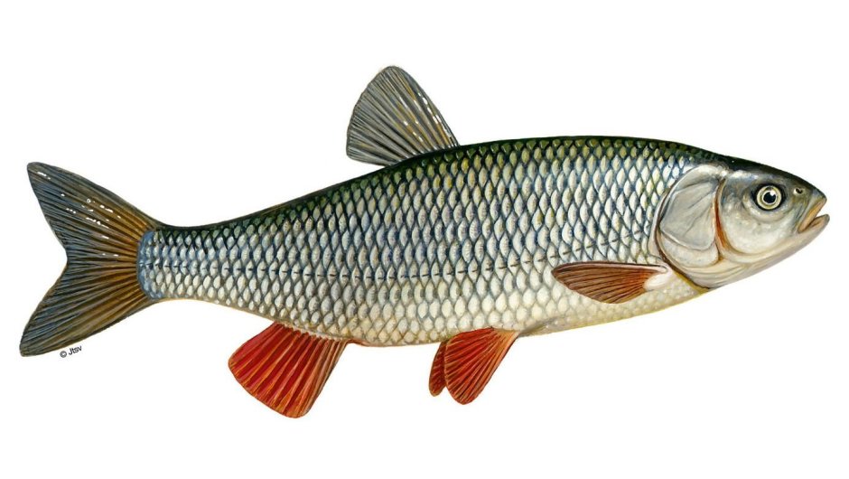 Голавль Squalius cephalus