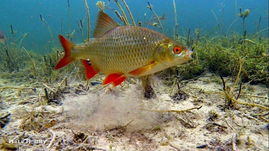 Плотва rutilus rutilus