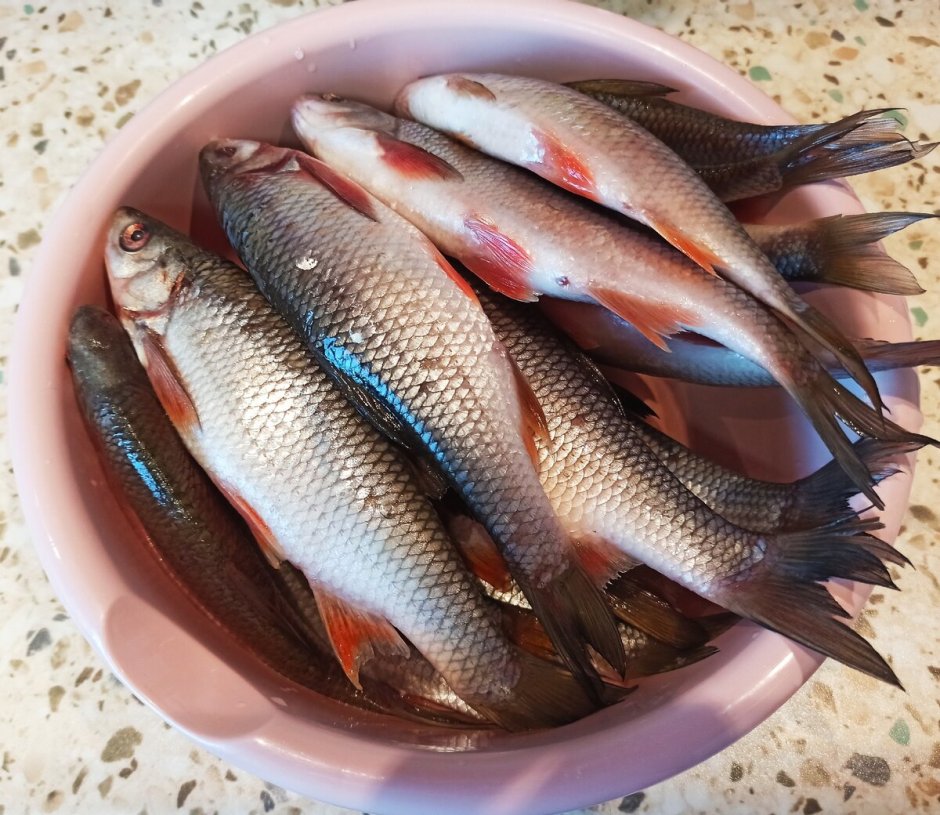 Голавль Squalius cephalus