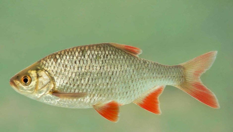 Scardinius erythrophthalmus