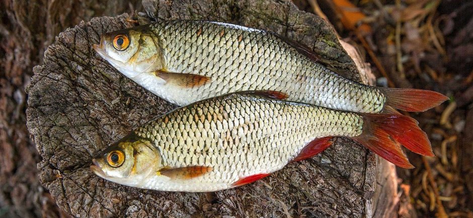 Красноперка Scardinius erythrophthalmus