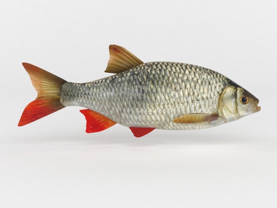 Красноперка Scardinius erythrophthalmus