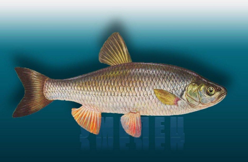 Красноперка Scardinius erythrophthalmus