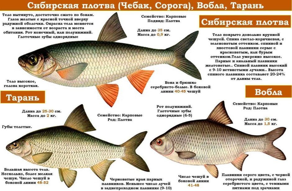 Рыба краснопёрка красноглазка