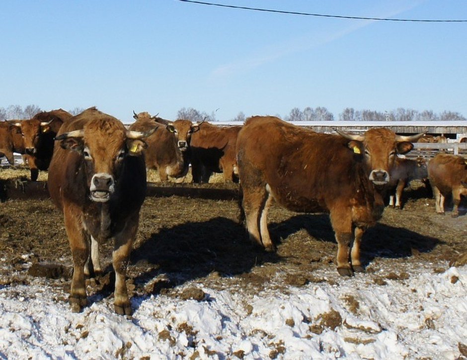 Aubrac Cattle