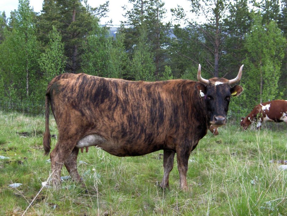 Alderney Cow