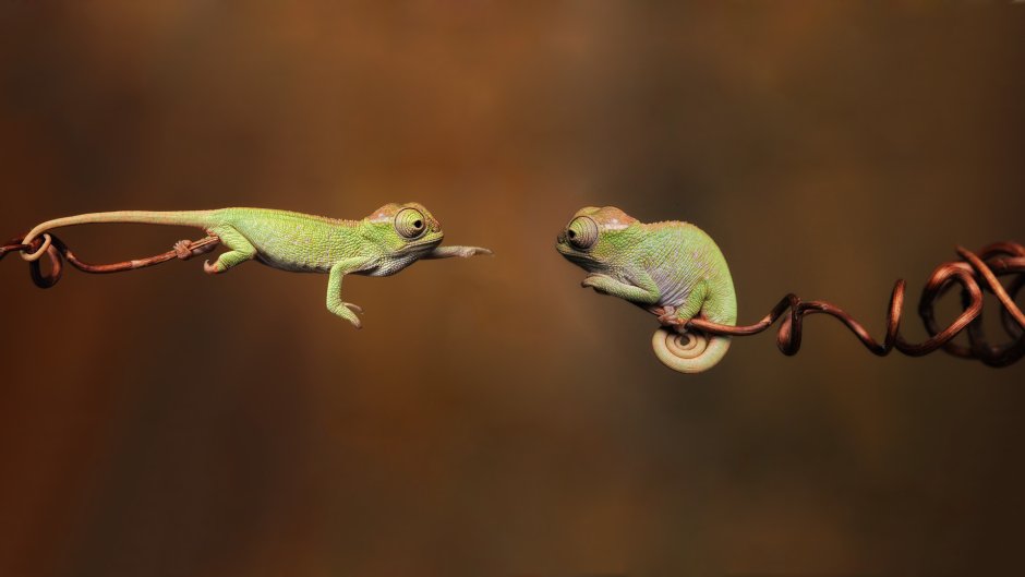 Geico ящерица