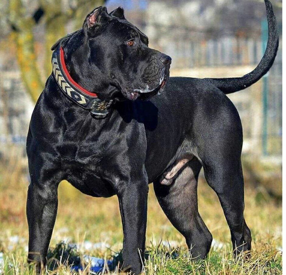 Кане Корсо и амстафф