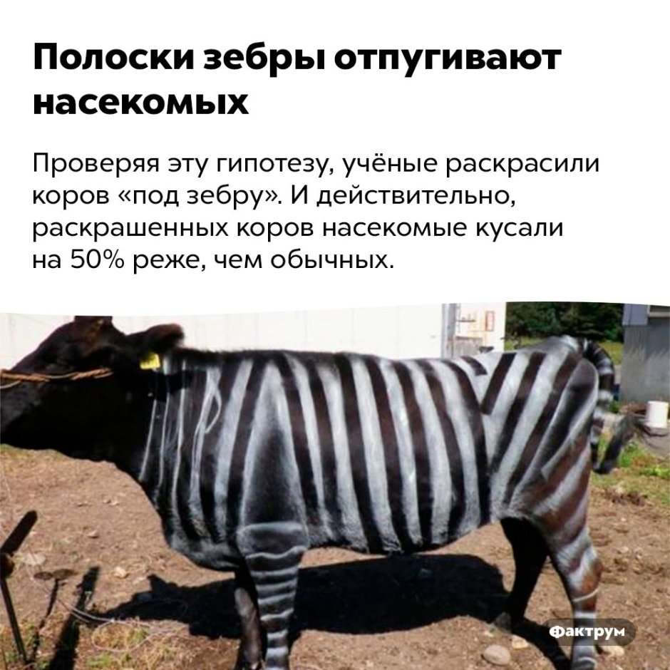 Тигр Минимализм