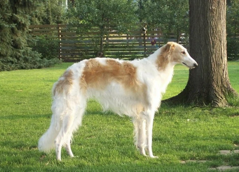 Колли русская борзая