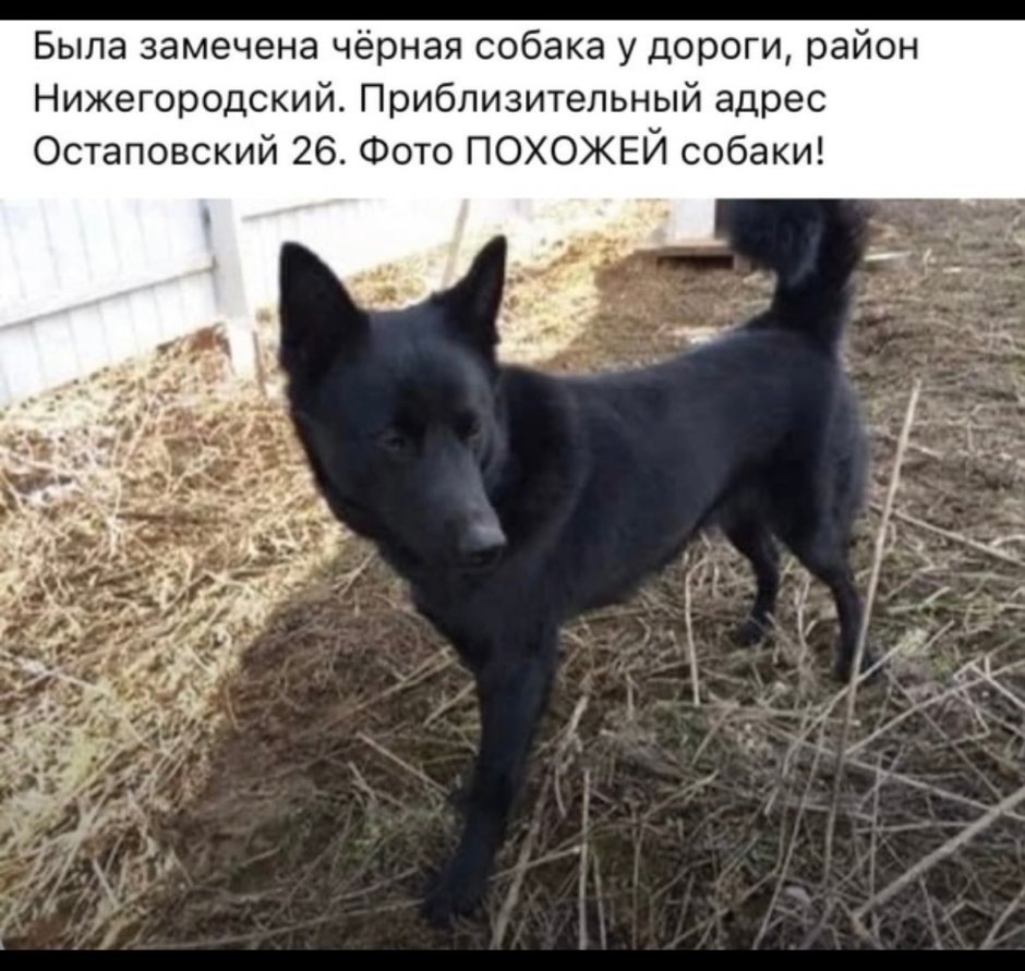 Бордер колли взрослая