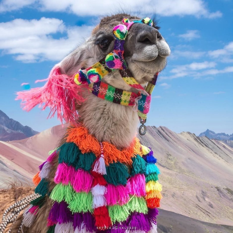 Lama hello