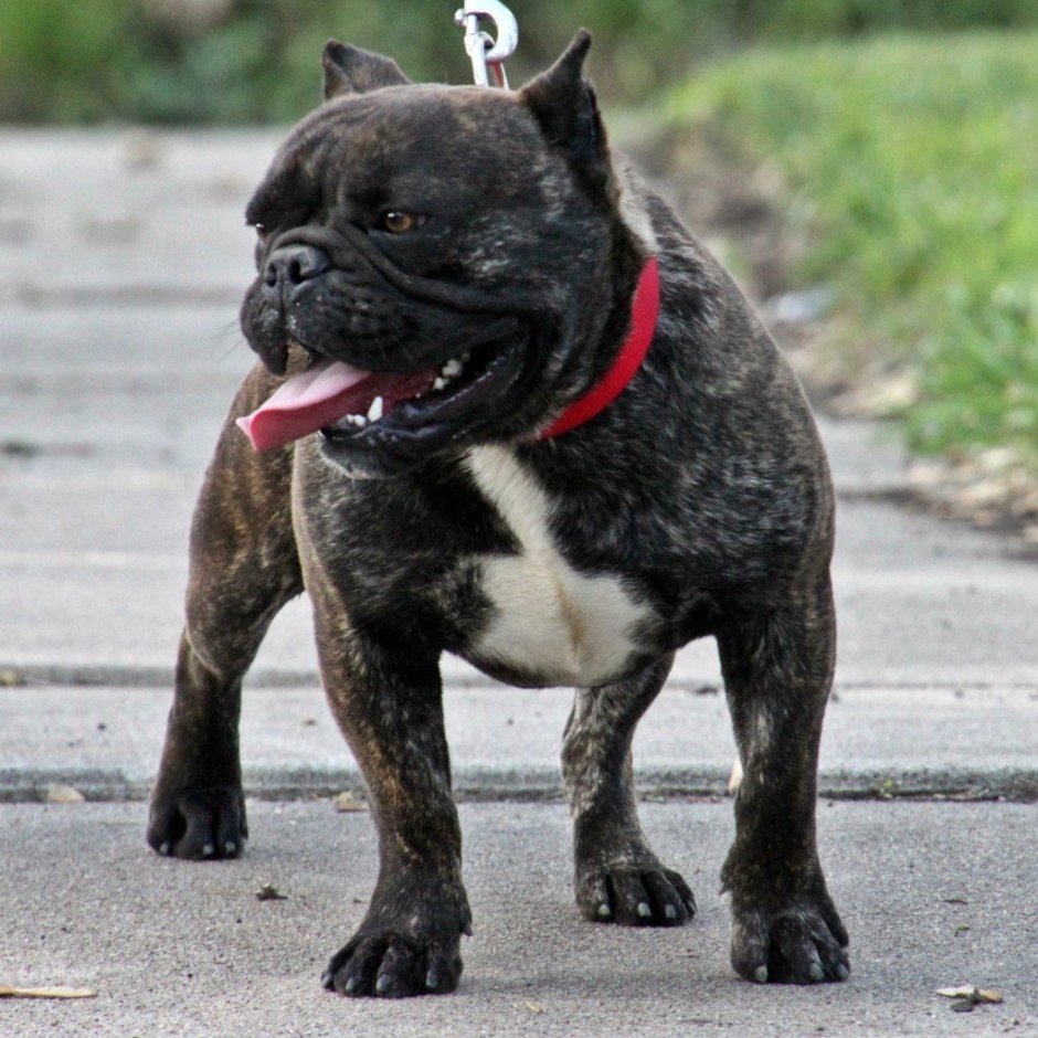 Шорти Булл Shorty bull